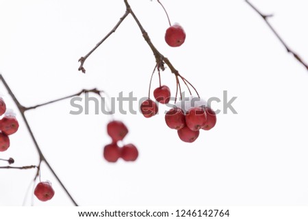 Ripe Frozen Fruit Of The Tree In The Winter In Forest