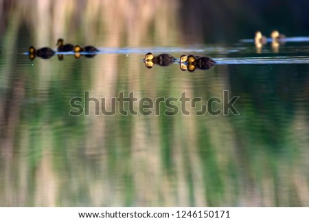 Floating ducklings. Green water background. Birds: Ferruginous Duck. Aythya nyroca.
