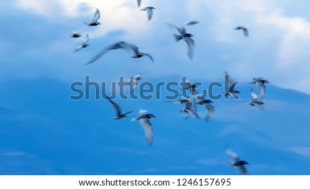 Flying birds. Abstract nature photo.  Blue nature background.