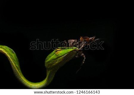  Parablepharis kuhlii mantis sitting on head of green asian vine snake Ahaetulla prasina                              