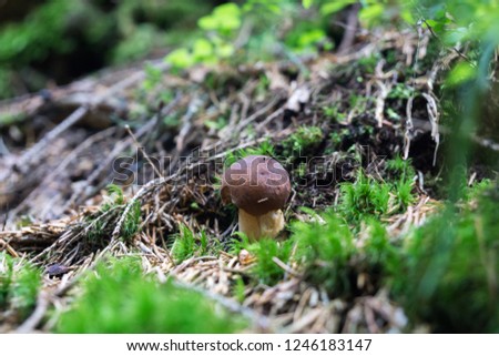 Boletus, edible mushroom. Czech Republic