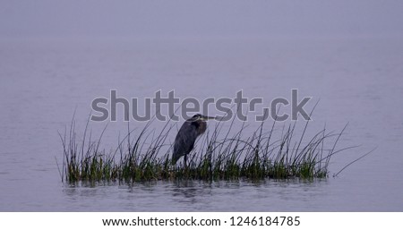  Great blue heron in middle of St-Lawrence river          
