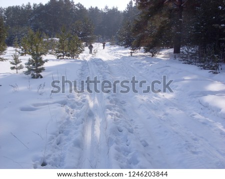 Skiers walk through the snow in the winter forest. Two female indistinguishable silhouettes ski after a snowfall, a ski track in deep snow.
