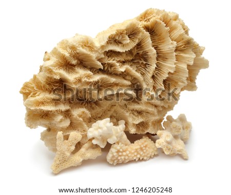 Collection coral isolated on white background. Creative concept, marine life