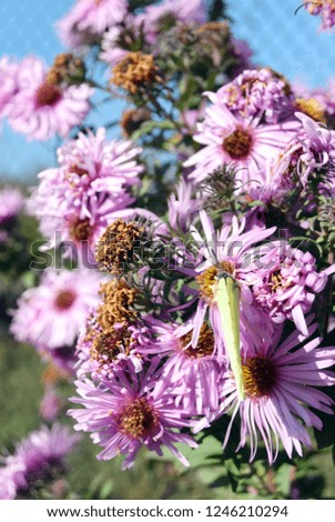yellow butterfly on a purple aster with a blue sky
