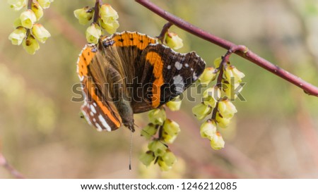 Atalanta butterfly on a blooming twig - spring in Arboretum het Leen, Eeklo, Belgium