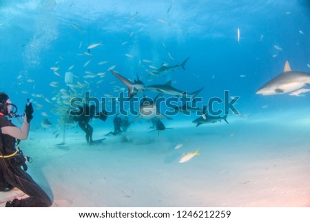Picture shows a Tiger shark and caribbean reef sharks at Tigerbeach, Bahamas