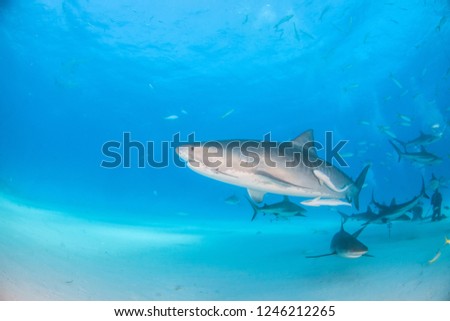 Picture shows a Tiger shark and caribbean reef sharks at Tigerbeach, Bahamas