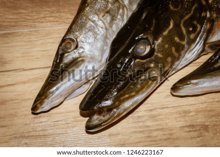 Freshly caught fish pike lying on a wooden background