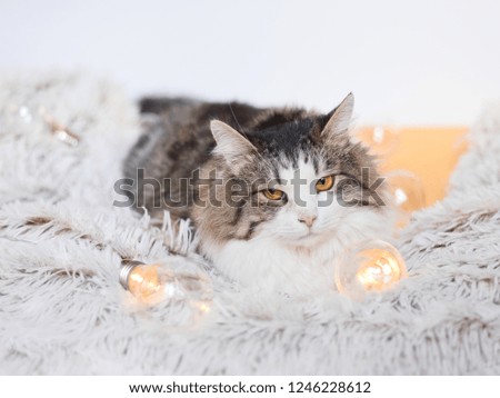 The cat lies among the lights
