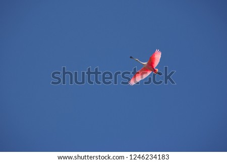 Pink Spoonbill shorebird flying high in a blue tropical sky.  Royalty-Free Stock Photo #1246234183