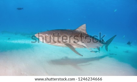 Picture shows a Tiger shark with a closed eye at Tigerbeach, Bahamas