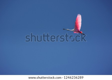 Tropical Pink Spoonbill shorebird flying  up in a blue sky paradise. Royalty-Free Stock Photo #1246236289