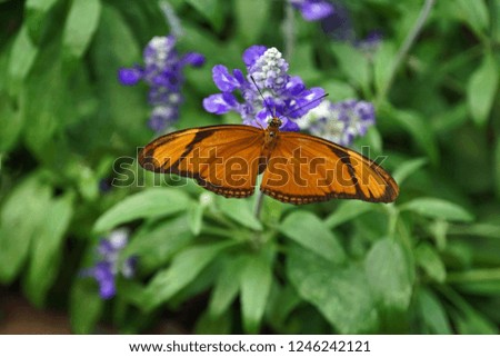 Colorful Orange and Black Butterfly on Purple Flowers
