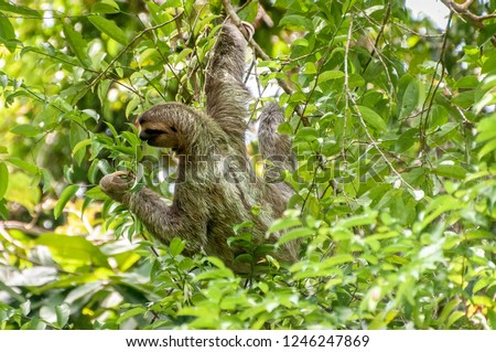 Three toed sloth having lunch