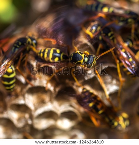 paper wasp on wasp nest