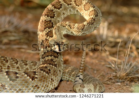 An adult mojave rattlesnake in a defensive stance. Royalty-Free Stock Photo #1246271221