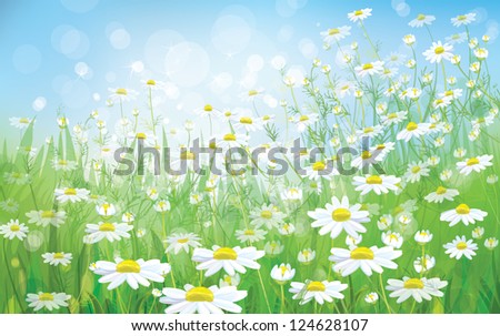 Vector of spring background with white daisies.
