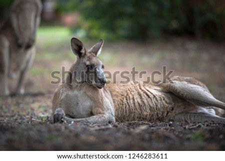 Lazy kangaroo, Australia