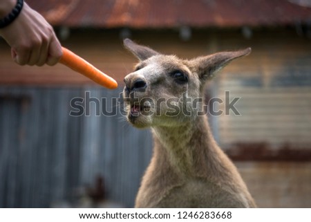 Hungry kangaroo , Australia