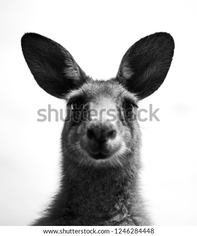 Funny kangaroo,
Black and white photo of a kangaroo, Australia