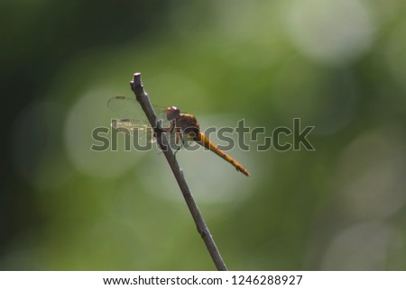A golden/orange Australian Dragonfly resting on a branch. The wings, resting forward are always a give away to Dragonflies. Damselflies in comparison, rest with the wings folded back. 