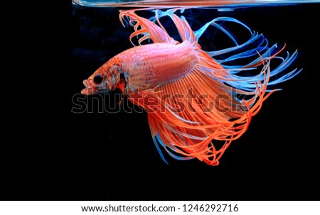 Fighting fish, red fish on a black background, color Siamese fighting fish Halfmoon Betta. .
