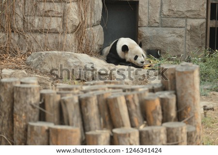 Male Panda chilling