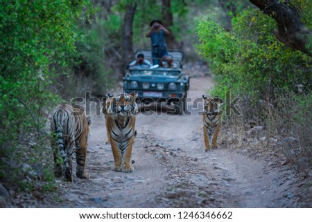 A road block by a male tiger and his cubs on a jungle trail in an evening safari at Ranthambore Tiger Reserve, India