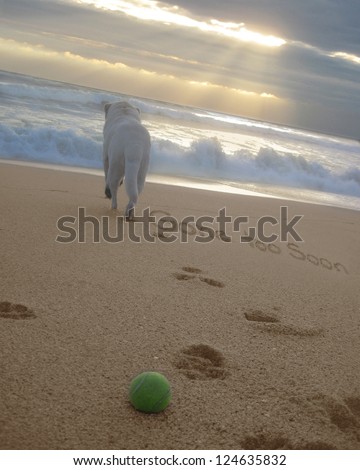 Gone Too Soon handwritten in the sand with image of a dog, paw prints leading to the water & a ball