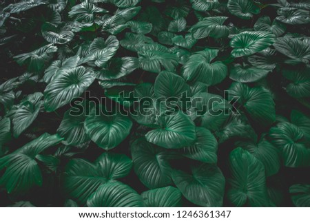 abstract green  leaf  texture, nature background, tropical leaf, green leaf 