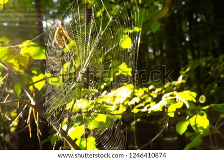 Spider web in forest. Blurry background with sun leaks