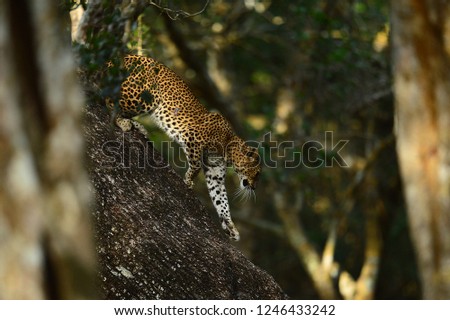 Leopard Mammal Animal Cat