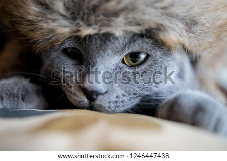 cute muzzle of gray British cat close up. square