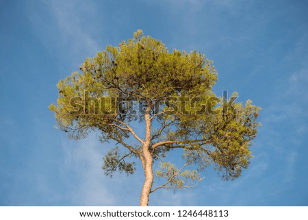 Single tall tree with beautiful green tree top against blue sky with clouds. 