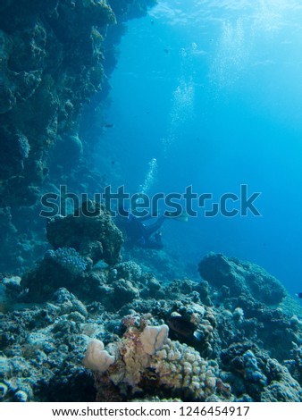 Underwater impressions while freediving and scubadiving Royalty-Free Stock Photo #1246454917