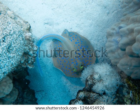 Underwater impressions while freediving and scubadiving Royalty-Free Stock Photo #1246454926