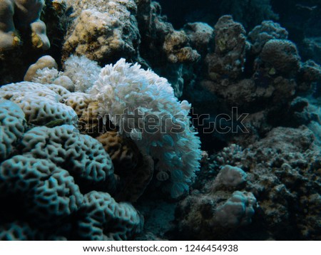 Underwater impressions while freediving and scubadiving Royalty-Free Stock Photo #1246454938