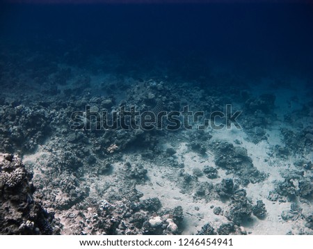 Underwater impressions while freediving and scubadiving Royalty-Free Stock Photo #1246454941
