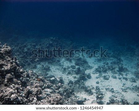 Underwater impressions while freediving and scubadiving Royalty-Free Stock Photo #1246454947