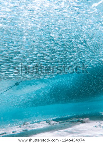 Underwater impressions while freediving and scubadiving Royalty-Free Stock Photo #1246454974