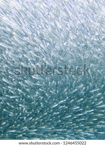 Underwater impressions while freediving and scubadiving Royalty-Free Stock Photo #1246455022