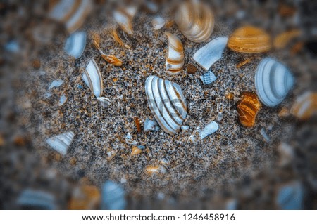 Close up of shells laying in the sand. On the beach one finds a lot. Edited picture to create a colourful background. Brings nature inside your house!
