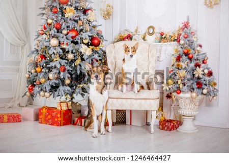 Two Dogs on Christmas background. New Year`s gifts. Christmas tree. Winter holidays