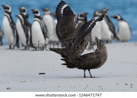 Couple of Skua mating on the beach with Magellanic penguins in the background on Bleaker Island in the Falkland Islands.