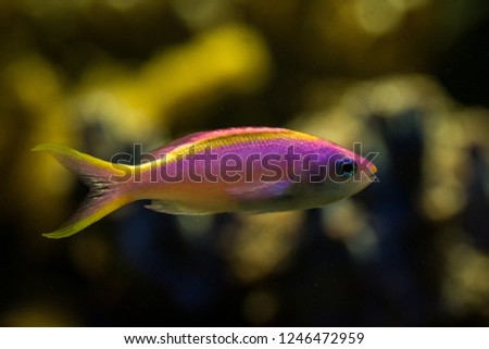 Purple Queen Anthias, Pseudanthias tuka, coral reef fish, Salt water marine fish, beautiful pink and yellow fish with tropical corals in background, aquarium, wallpaper