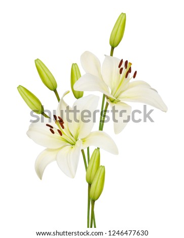 Beautifult lily flower isolated on white background. Royalty-Free Stock Photo #1246477630