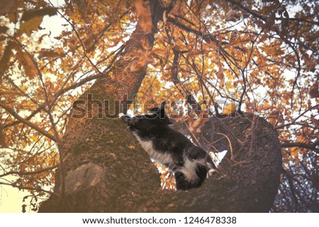 Domestic cat sitting on a oak tree branch and sharpening claws, toned picture, soft contrast