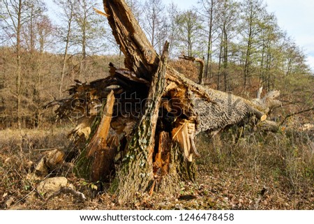 Broken down oak tree after the storm
