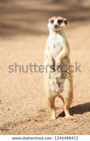 Portrait of Meerkat Suricata suricatta, African native animal, small carnivore 